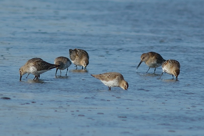 Bonte strandloper